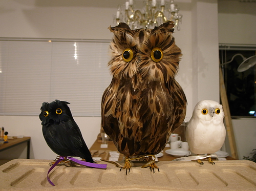 owl