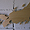 JP wooden relief